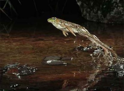 El macho de rana verde (en la imagen) engaña a veces a otros machos con su canto.