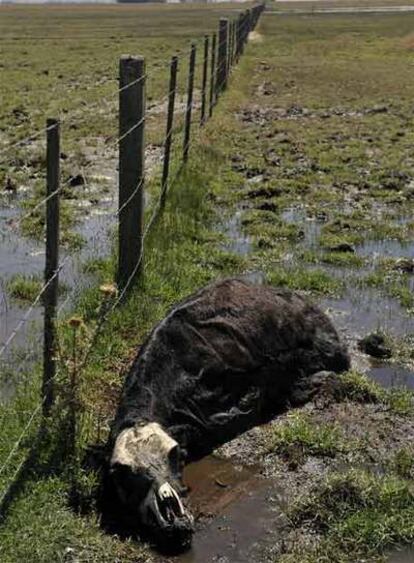 Argentina se declara en "emergencia agropecuaria"