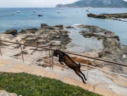 Con la llegada del verano y las altas temperaturas, es frecuente que las cabras salvajes se acerquen a núcleos poblados en busca de agua y comida. Sobre todo en zonas como la Serra de Tramuntana. Cerca de una veintena de cabras salvajes se acercaron a la zona de Cala Conills en Sant Elm, ocasionando la curiosidad de algunos veraneantes que se encontraban en la Cala.