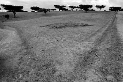 Paisaje con robles en el Alentejo.