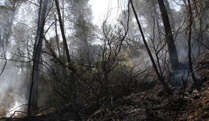 Estado del monte en el término de Macastre tras el paso del incendio que se originó en Cortes de Pallás.