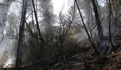 Estado del monte en el t&eacute;rmino de Macastre tras el paso del incendio que se origin&oacute; en Cortes de Pall&aacute;s.