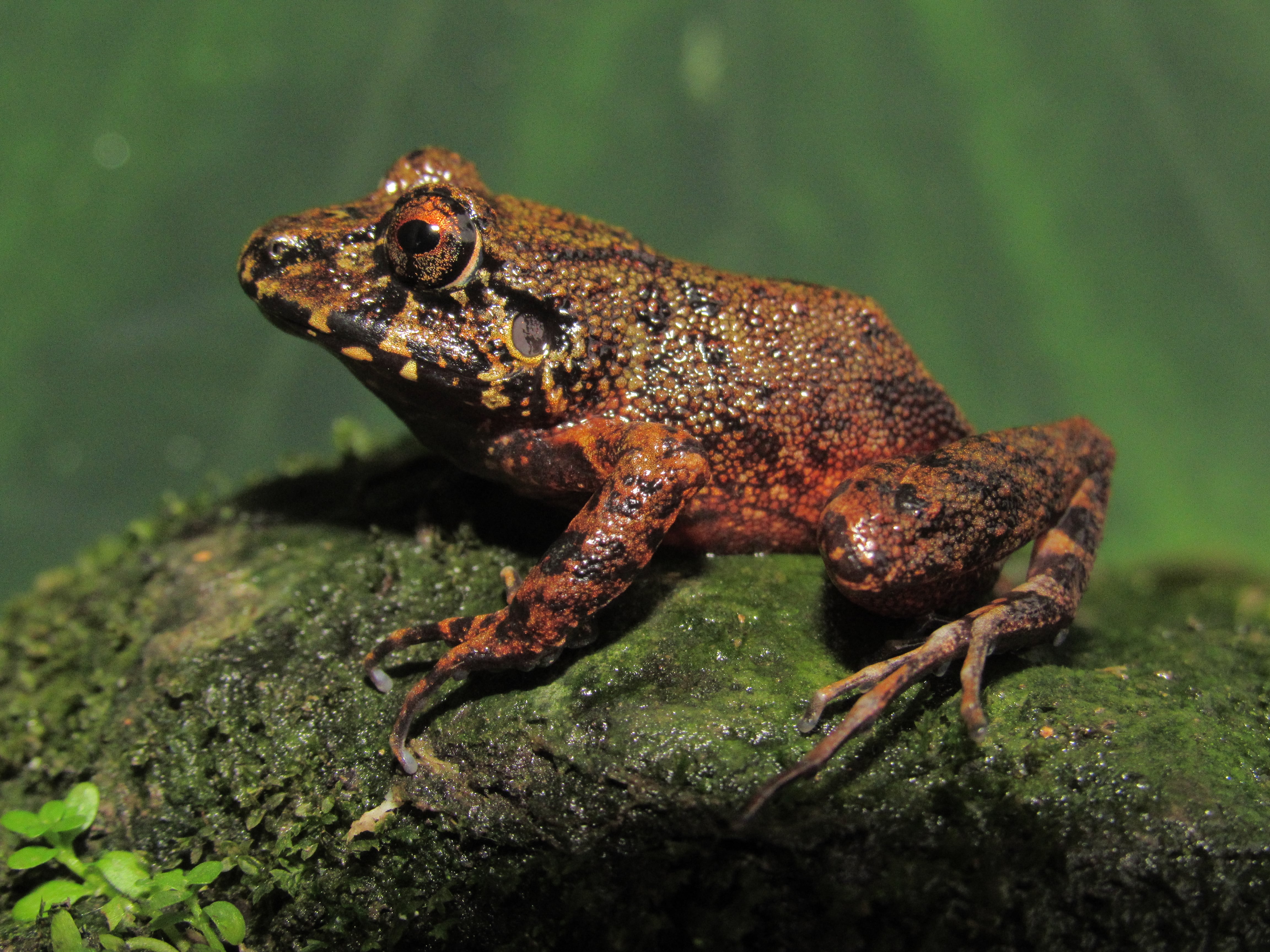Describen cuatro nuevas especies de ranas en el norte de Perú