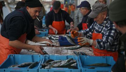 Pescadores clasifican el pescado recien llegado