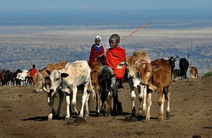 O avanço humano irá extinguir os grandes mamíferos da África.