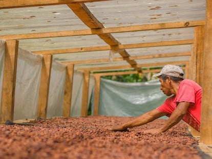 Agricultor seca cacau na Guatemala.