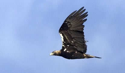 Un ejemplar de águila imperial en pleno vuelo. 