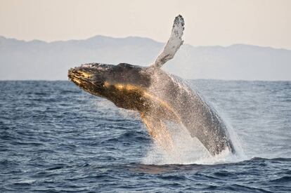 Baleia jorobada (‘Megaptera novaeanglia’) em Baja Califórnia Sur (México).