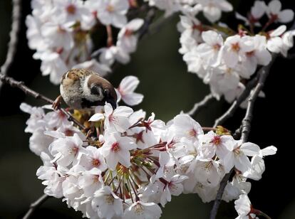 Un ocell picoteja les flors de cirerer en un parc de Tòquio (Japó), el 30 de març.
