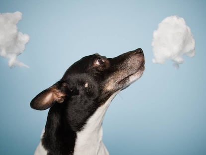Perros y narices electrónicas para diagnosticar el cáncer por su olor
