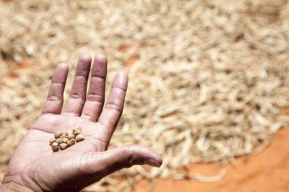 Un campesino paraguayo muestra granos de garbanzo cosechados
