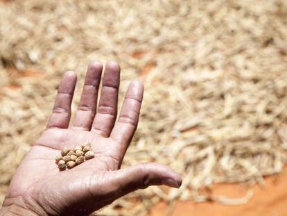 Un campesino paraguayo muestra granos de garbanzo cosechados