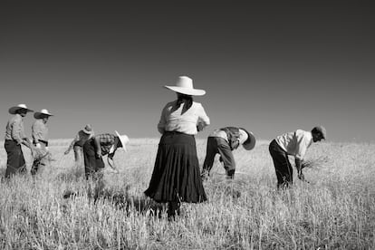 La siega  (Galindo y Perahuy, julio de 2012).