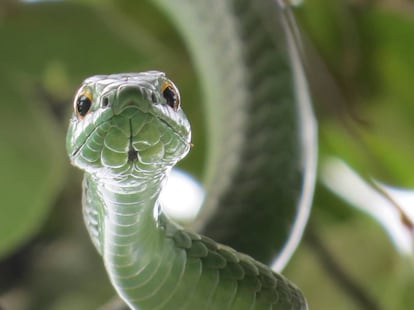 Una culebra boomslang posando en un árbol de Tanzania.