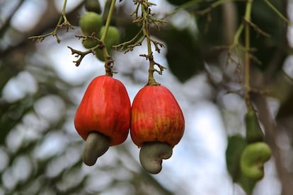 El árbol del anacardo produce, a la vez, un fruto fresco y uno seco. De hecho, son más bien dos partes diferenciadas (visibles en la fotografía) del mismo. El casi desconocido fruto rojo de este árbol también es comestible. es rico en vitamina C y tiene un sabor agrio y astringente, aunque el éxito se lo lleva su hermano pequeño. Al madurar, estos pueden separarse con facilidad y el anacardo seco se tuesta para su consumo. <p>Los frutos secos son una fuente importante de oligoelementos (minerales que necesitamos en pequeñas cantidades): magnesio, manganeso, calcio, fósforo, hierro, potasio, cinc, cobre y selenio. Los anacardos tienen unos 292 mg de magnesio por cada 100 gramos. Según la <a href="http://elpais.com/elpais/2015/11/04/buenavida/1446595376_962804.html" target=blank>Escuela Pública de Salud de Harvard</a> (EE UU) este mineral está relacionado con la disminución del riesgo de diabetes.</p>