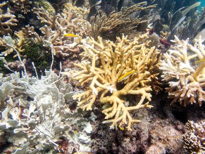 Fire coral and staghorn corals with bleaching, tissue loss, and recent mortality on Thursday, July 20, 2023, in the North Dry Rocks Reef off the coast of Key Largo, Fla.