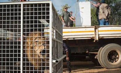 Uno de los leones, tras ser descargado del camión