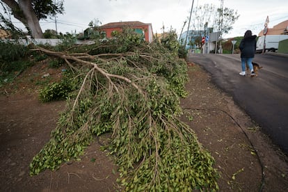 Un mujer pasea con su perro junto a un árbol derribado en una calle de Tacoronte (Tenerife).