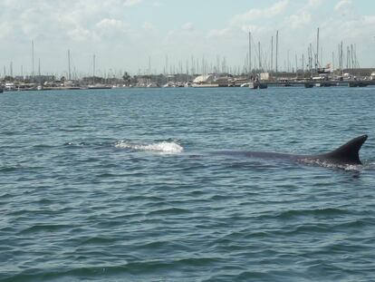 La ballena liberada este miércoles en el puerto de Valencia.