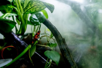 Una rana de la variedad Oophaga histriónica, en el laboratorio de Tesoros de Colombia.