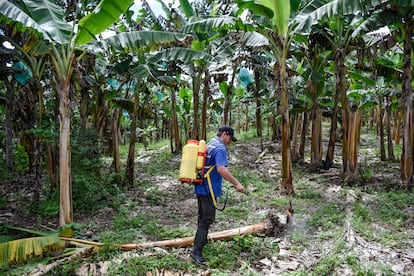 Un trabajador fumiga el suelo en una plantación bananera, el 25 de mayo de 2021 en Montenegro (Colombia).