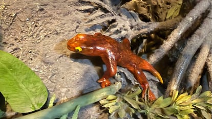 Nuevo anfibio primitivo