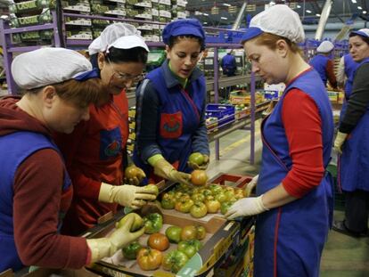 Un grupo de mujeres selecciona tomates en una línea de envasado de una empresa en Almería