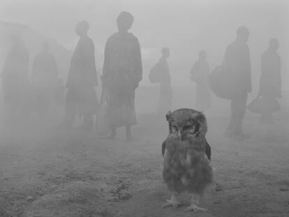 Cuando ya es tarde para desandar el camino y aquello que era previsible es ya real. Quizá la esperanza esté en reconocer que nuestro fracaso ha estado en el distanciamiento del mundo natural y así regresemos a él con la misma veneración que vuelve el exiliado a su tierra<p>En la imagen, el búho lechoso 'Harriet', víctima de la deforestación.</p>