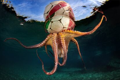 'Pulpo entrenando'. Tras una sesión de buceo libre el fotógrafo divisó un balón flotando en el mar se acercó y descubrió a este pulpo bajo la pelota. Tuvo tiempo para disparar un par de veces hasta que el pulpo soltó la bola y volvió al fondo marino.