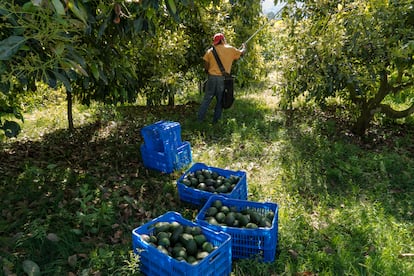 aguacates en una huerta en Uruapan, Michoacán