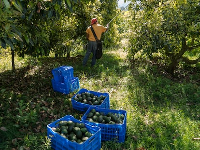 aguacates en una huerta en Uruapan, Michoacán