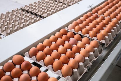 Casa Lucio consume a la semana un palé de huevos de Granjas Redondo, ubicadas en El Barraco (Ávila).