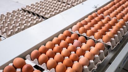 Casa Lucio consume a la semana un palé de huevos de Granjas Redondo, ubicadas en El Barraco (Ávila).