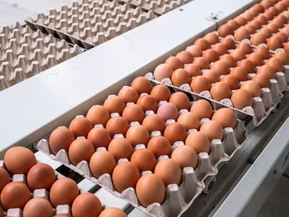 Casa Lucio consume a la semana un palé de huevos de Granjas Redondo, ubicadas en El Barraco (Ávila).