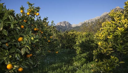 Oranges in Ecovinyassa, the ecological orchard, with a view of the Tramunatana mountain range (Mallorca).