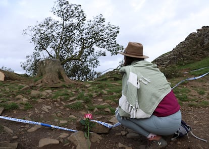 Una mujer mira el árbol 'Sycamore Gap' caído después del acto vandálico. El arce se hizo aún más famoso después de que apareciera en la película 'Robin Hood, príncipe de los ladrones'.