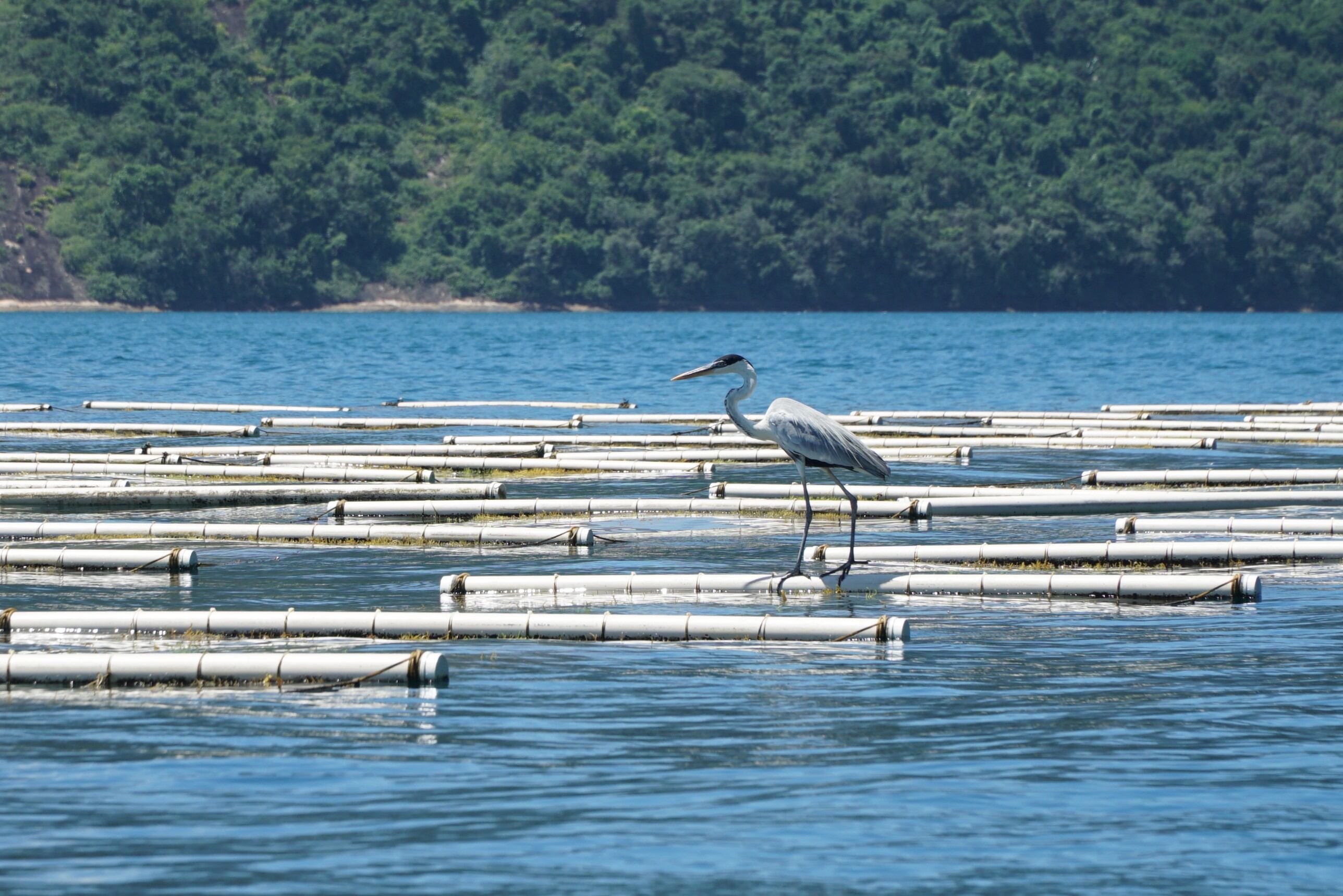 Los cultivos atraen fauna que se refugia o se alimenta en ellos.