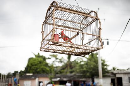 El pájaro de Astrid Fuentes, una mujer que ha sacado adelante en este barrio, donde nació y creció, a seis hijos y 16 nietos. 