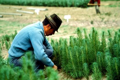 Un trabajador desyerba en un vivero de árboles del gobierno en Nagsiche en la provincia de Cotopaxi, en Ecuador.