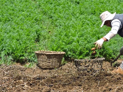 Una nueva etapa para la agricultura de las Américas