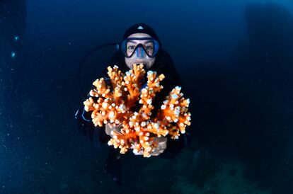 Candelabrum coral