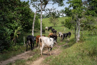 Las vacas se desplazan por la finca el Jordan en la vereda La Pradera en el municipio de la Montañita, Caquetá, el 11 de febrero del 2024.