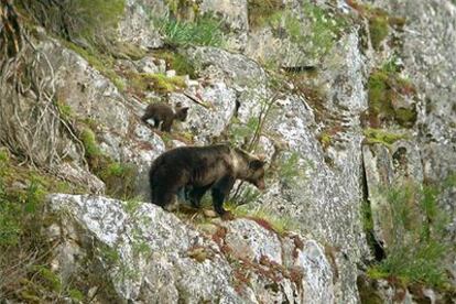 Una osa con su cría en la parte occidental de la cordillera Cantábrica, en junio de 2004.