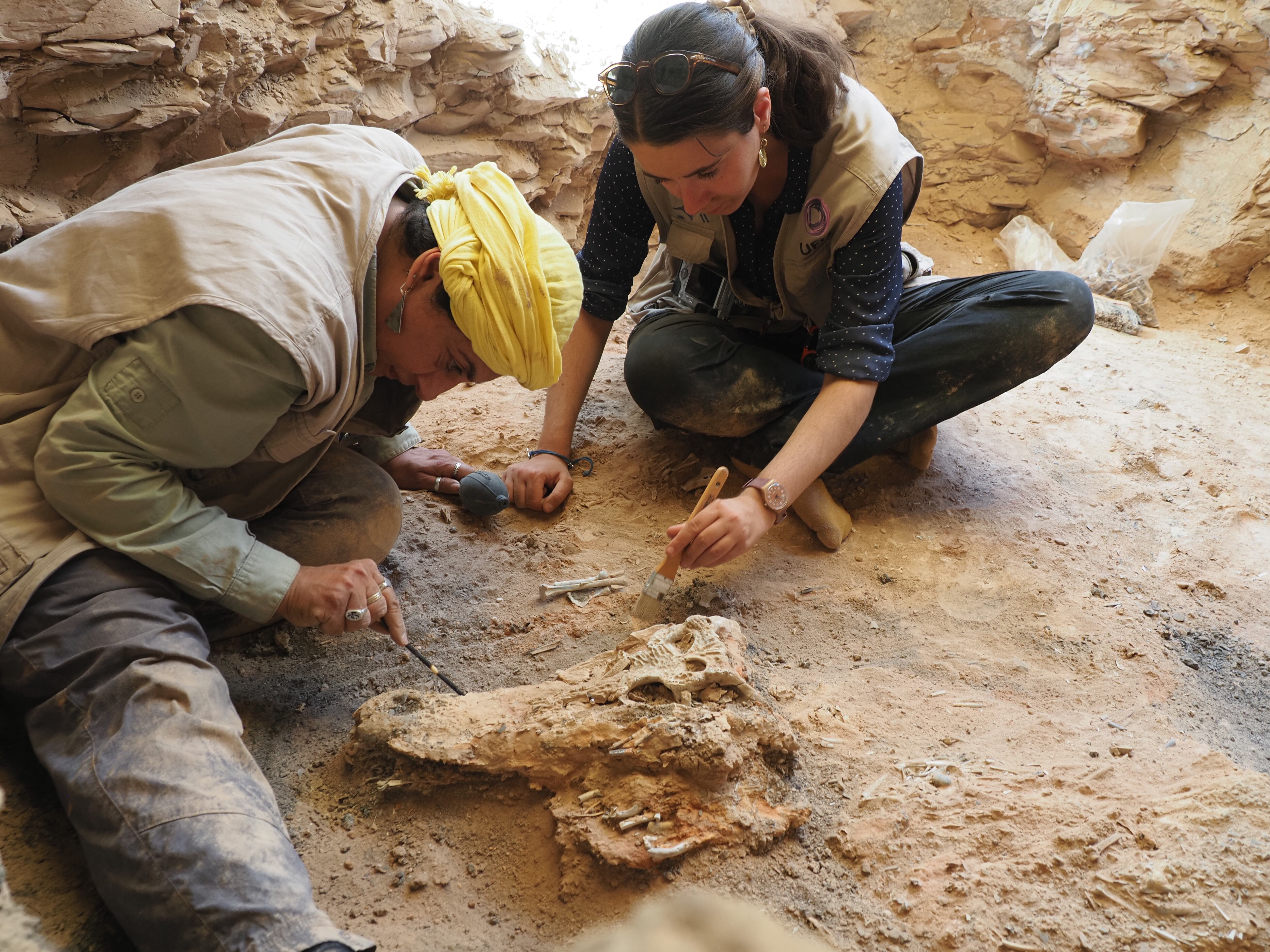 Dos miembros del Proyecto Djehuty investigan un cráneo de cocodrilo en el yacimiento de Dra Abu el Naga (Lúxor).