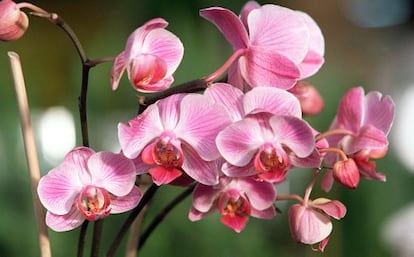 Orquidea de la especie 'Phalaenopsis'.