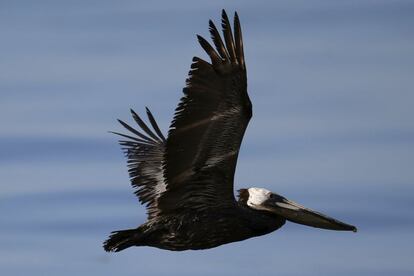 Un pelicà cobert de petroli vola sobre la platja de Refugio a Santa Barbara, la més afectada per l'abocament.
