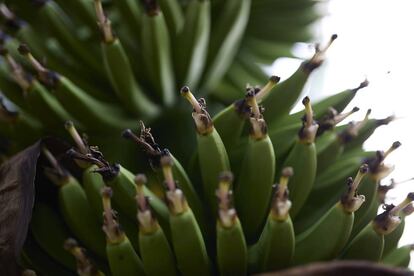 Plátanos en una platanera en la propiedad del presidente de la Asociación de Agricultores (Asociación Palmera de Agricultores y Ganaderos ASPA), en Santa Cruz de La Palma, a 23 de febrero de 2022.