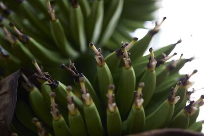 Plátanos en una platanera en la propiedad del presidente de la Asociación de Agricultores (Asociación Palmera de Agricultores y Ganaderos ASPA), en Santa Cruz de La Palma, a 23 de febrero de 2022. 