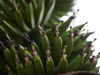 Plátanos en una platanera en la propiedad del presidente de la Asociación de Agricultores (Asociación Palmera de Agricultores y Ganaderos ASPA), en Santa Cruz de La Palma, a 23 de febrero de 2022. 