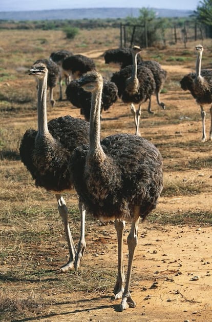 Granja de avestruces en Oudtshoorn, Little Karoo, Sudáfrica. 